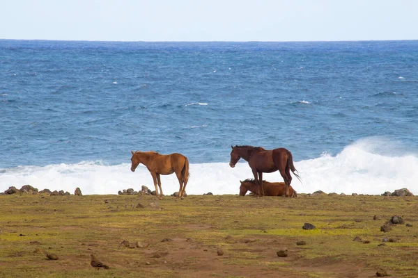 Meereswellen Und Wildpferde Den Küsten Der Osterinsel Chile — Stockfoto