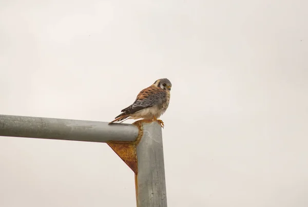 Een Kleine Roofvogel Puerto Natales Chili — Stockfoto