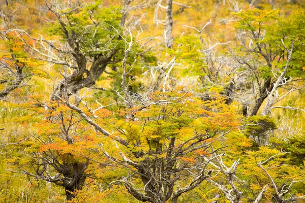 Цвета Осеннего Природного Ландшафта Чилеанской Патагонии Между Пуэрто Наталес Национальным — стоковое фото