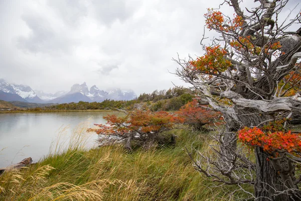 Cores Outono Neblina Nas Montanhas Torres Del Paine Com Vista — Fotografia de Stock