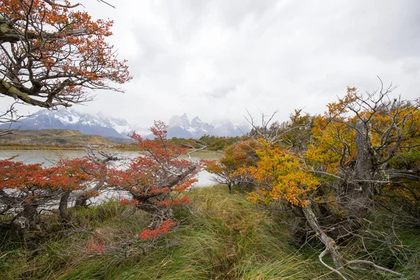 Colores Otoñales Niebla Las Montañas Torres Del Paine Que Dominan — Foto de Stock