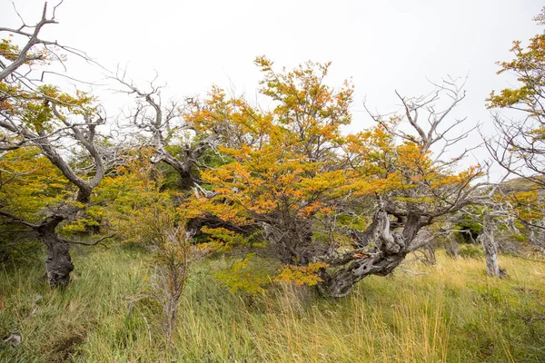 Colores Otoñales Niebla Las Montañas Torres Del Paine Parque Nacional — Foto de Stock