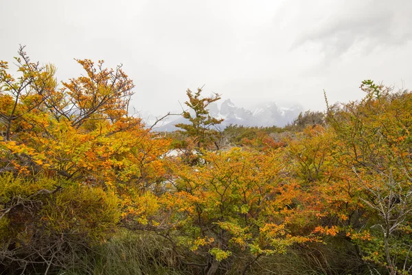 Jesienne Kolory Mgła Górach Torres Del Paine Widokiem Wody Jeziora — Zdjęcie stockowe