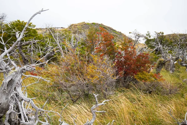 Jesienne Kolory Mgła Górach Torres Del Paine Park Narodowy Torres — Zdjęcie stockowe