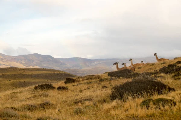 Guanacos Dans Paysage Des Montagnes Torres Del Paine Avec Arc — Photo