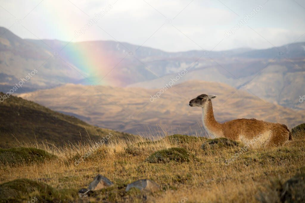 Guanaco in the landscape of the Torres del Paine mountains with a rainbow, Torres del Paine National Park, Chile