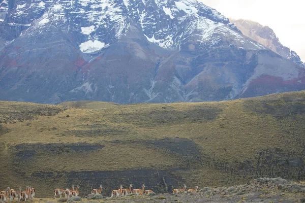 Guanacos Στο Τοπίο Των Βουνών Torres Del Paine Εθνικό Πάρκο — Φωτογραφία Αρχείου