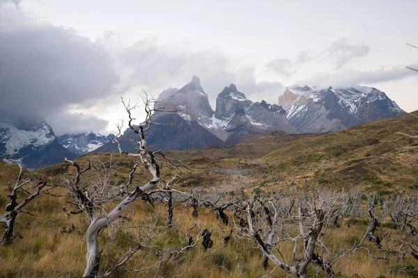 Árboles Secos Quemados Paisaje Las Montañas Torres Del Paine Otoño — Foto de Stock