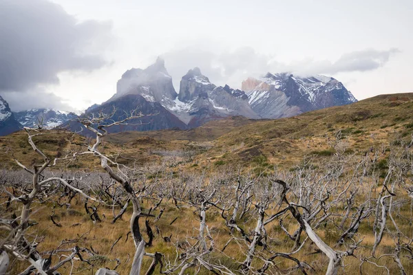 Árboles Secos Quemados Paisaje Las Montañas Torres Del Paine Otoño — Foto de Stock