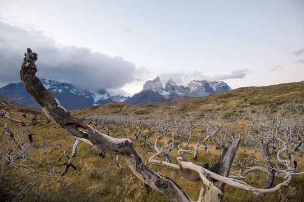 Droge Verbrande Bomen Het Landschap Van Torres Del Paine Herfst — Stockfoto