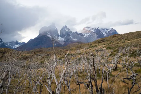 Torres Del Paine Dağları Nın Sonbaharda Kurak Yanmış Ağaçları Torres — Stok fotoğraf