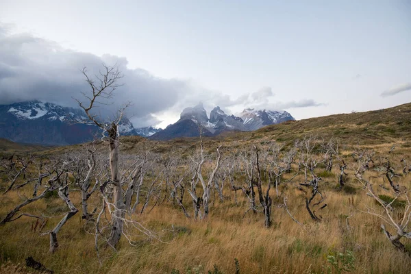 Dry Burned Trees Landscape Torres Del Paine Mountains Autumn Torres Royalty Free Stock Images