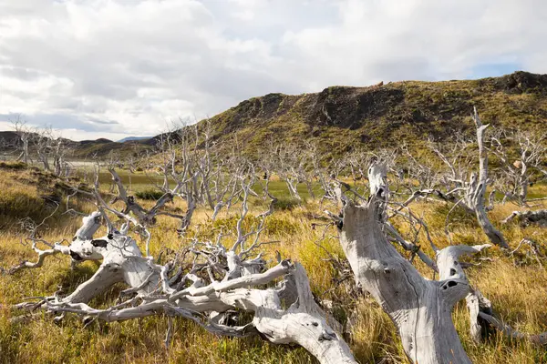 Suche Drzewa Krajobrazie Gór Torres Del Paine Jesienią Park Narodowy — Zdjęcie stockowe