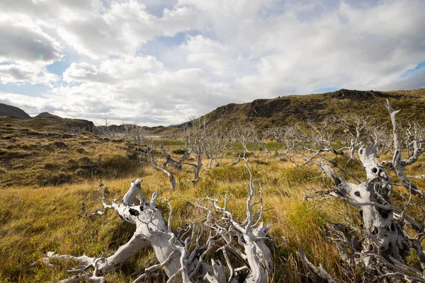 智利Torres Del Paine国家公园秋季Torres Del Paine山区景观中的干枯树木 — 图库照片