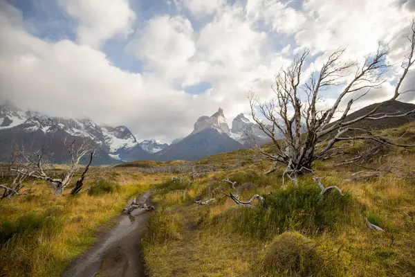 Árvores Secas Paisagem Das Montanhas Torres Del Paine Outono Parque — Fotografia de Stock