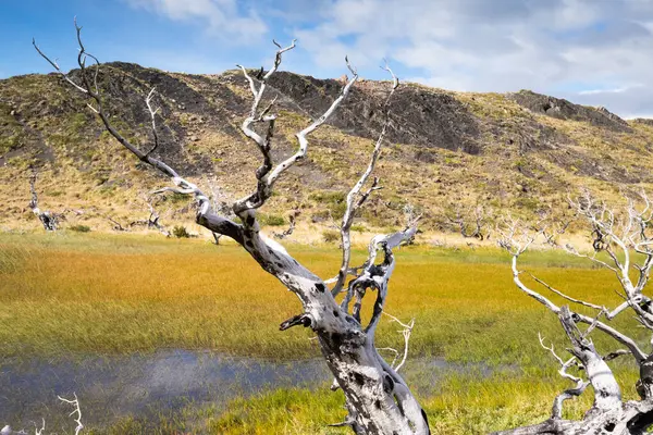 가을에는 토레스델 Torres Del Paine 나무들 칠레의 토레스델 — 스톡 사진