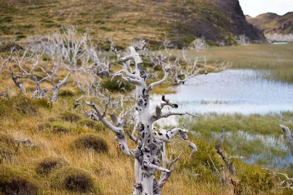 Сухие Деревья Ландшафте Горы Торрес Дель Пайне Осенью Национальный Парк — стоковое фото