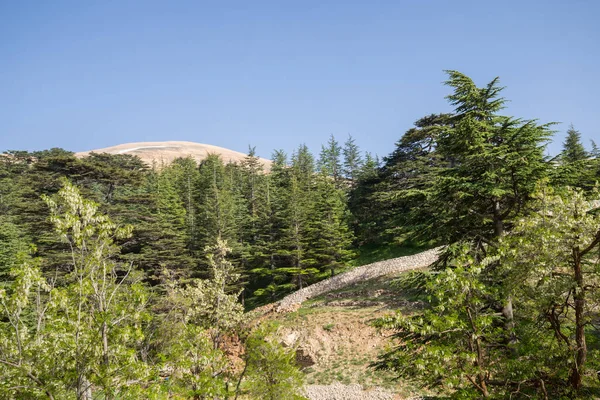 Lebanon cedar. The Cedars of God located at Bsharri, are one of the last vestiges of the extensive forests of the Lebanon cedar that once thrived across Mount Lebanon. Lebanon - June, 2019