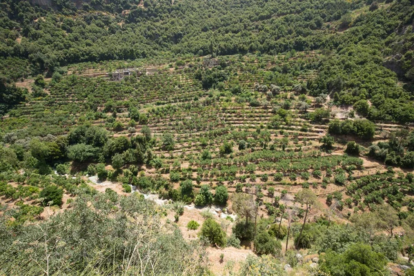 Cultivation Fruit Trees Valley Qozhaya Valley Qadisha Lebanon June 2019 — Stock Photo, Image