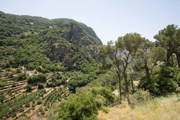 Καλλιέργεια Οπωροφόρων Δένδρων Στην Κοιλάδα Του Qozhaya Κοιλάδα Qadisha Λίβανος — Φωτογραφία Αρχείου