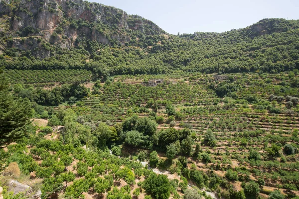 Καλλιέργεια Οπωροφόρων Δένδρων Στην Κοιλάδα Του Qozhaya Κοιλάδα Qadisha Λίβανος — Φωτογραφία Αρχείου