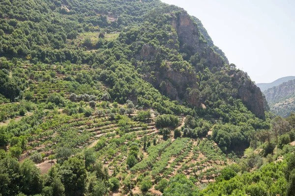 Culture Arbres Fruitiers Dans Vallée Qozhaya Vallée Qadisha Liban Juin — Photo