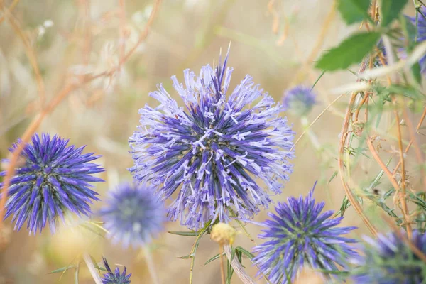 Paarse Bloemen Vallei Van Qadisha Vallei Van Qadisha Libanon Juni — Stockfoto