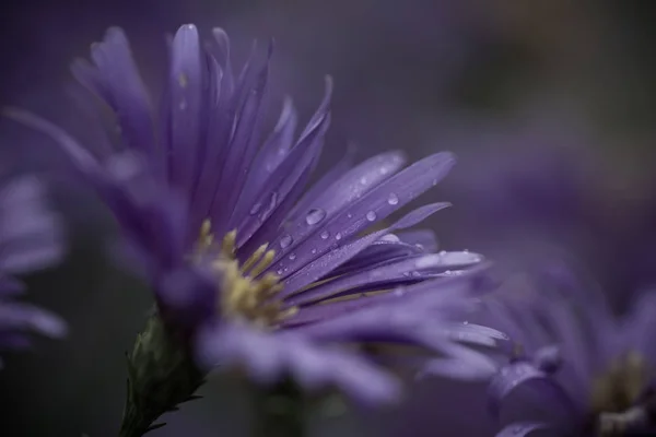 Фон красивого цветка в тумане — стоковое фото