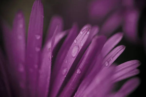 Arka plan yaprakları çiçek