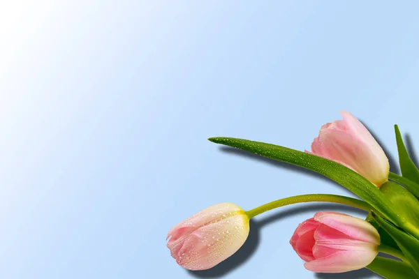 Pink flowers. Tulips bouquet isolated on blu — Stock Photo, Image