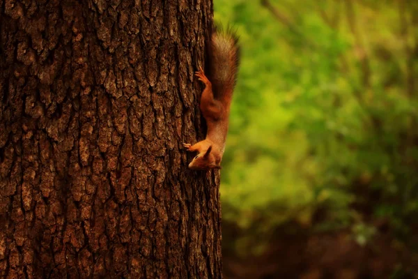 Σκίουρος σε δέντρο στο δάσος του φθινοπώρου — Φωτογραφία Αρχείου