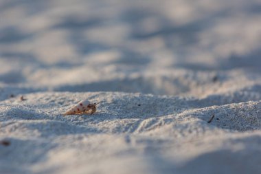 Maldivler 'deki cennet adasında beyaz kumlu bir sahilde keşiş yengeci..