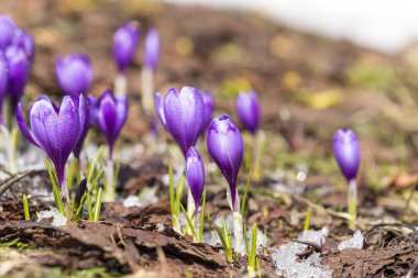 Karlar eridikten sonra ilkbaharda dağdaki kır çiçekleri