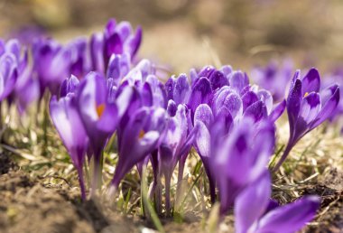 Karlar eridikten sonra ilkbaharda dağdaki kır çiçekleri
