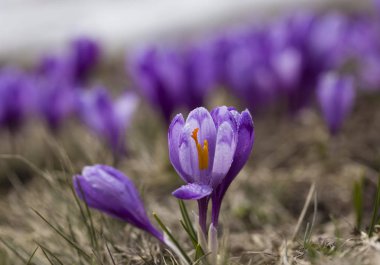 Karlar eridikten sonra ilkbaharda dağdaki kır çiçekleri