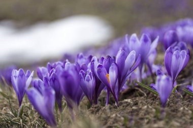 Karlar eridikten sonra ilkbaharda dağdaki kır çiçekleri