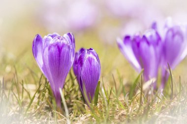 Karlar eridikten sonra ilkbaharda dağdaki kır çiçekleri