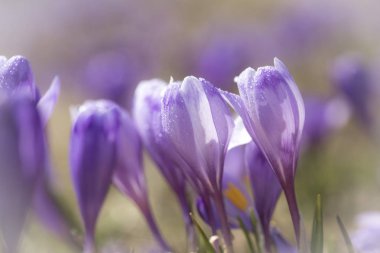 Karlar eridikten sonra ilkbaharda dağdaki kır çiçekleri