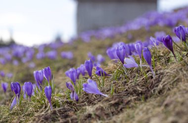 Karlar eridikten sonra ilkbaharda dağdaki kır çiçekleri