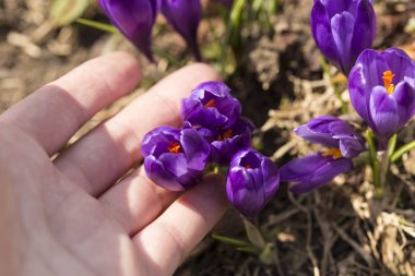 Karlar eridikten sonra ilkbaharda dağdaki kır çiçekleri