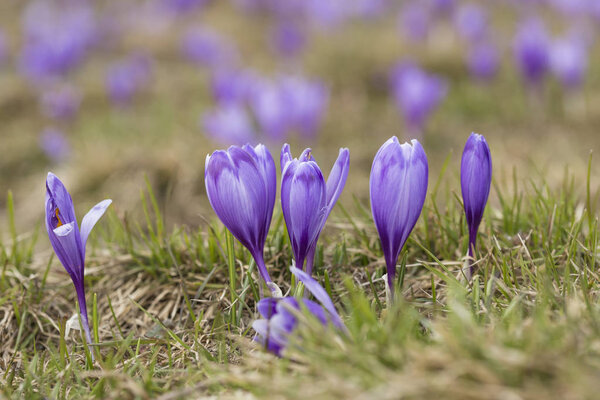 crocus flower on the mountain slopes in spring after snow melts