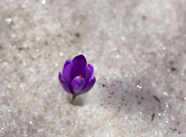 Κρόκος Λουλούδι Στις Πλαγιές Του Βουνού Την Άνοιξη Μετά Χιόνι — Φωτογραφία Αρχείου