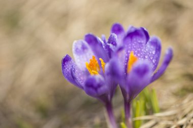 Karlar eridikten sonra ilkbaharda dağdaki kır çiçekleri