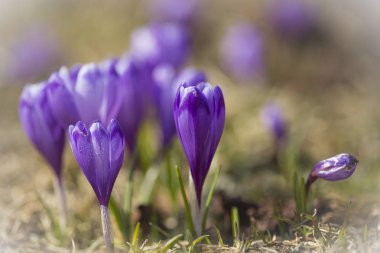 Karlar eridikten sonra ilkbaharda dağdaki kır çiçekleri