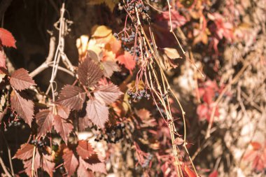 kırmızı dekoratif üzüm arkaplanı