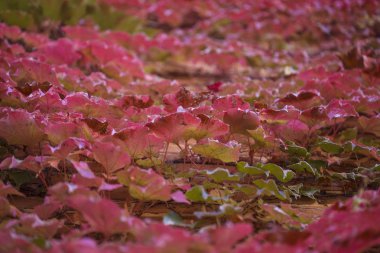 kırmızı dekoratif üzüm arkaplanı