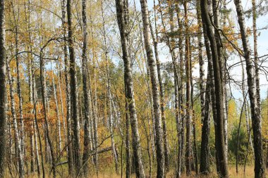 Gökyüzünde sonbahar huş ağaçları