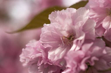 Baharda çiçek açan bir sakura dalı, yakın plan.