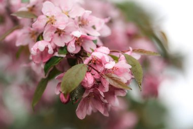 Baharda çiçek açan bir sakura dalı, yakın plan.