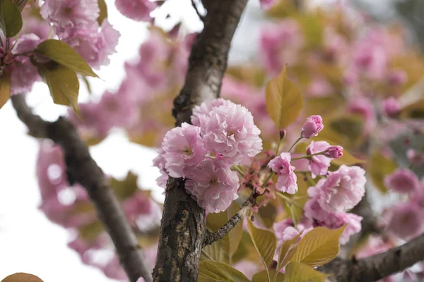 Baharda çiçek açan bir sakura dalı, yakın plan.